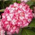 Hydrangea macrophylla 'Ripple'®