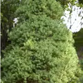 Picea glauca 'Rainbow´s End'