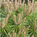 Pinus mugo 'Klostergrün'