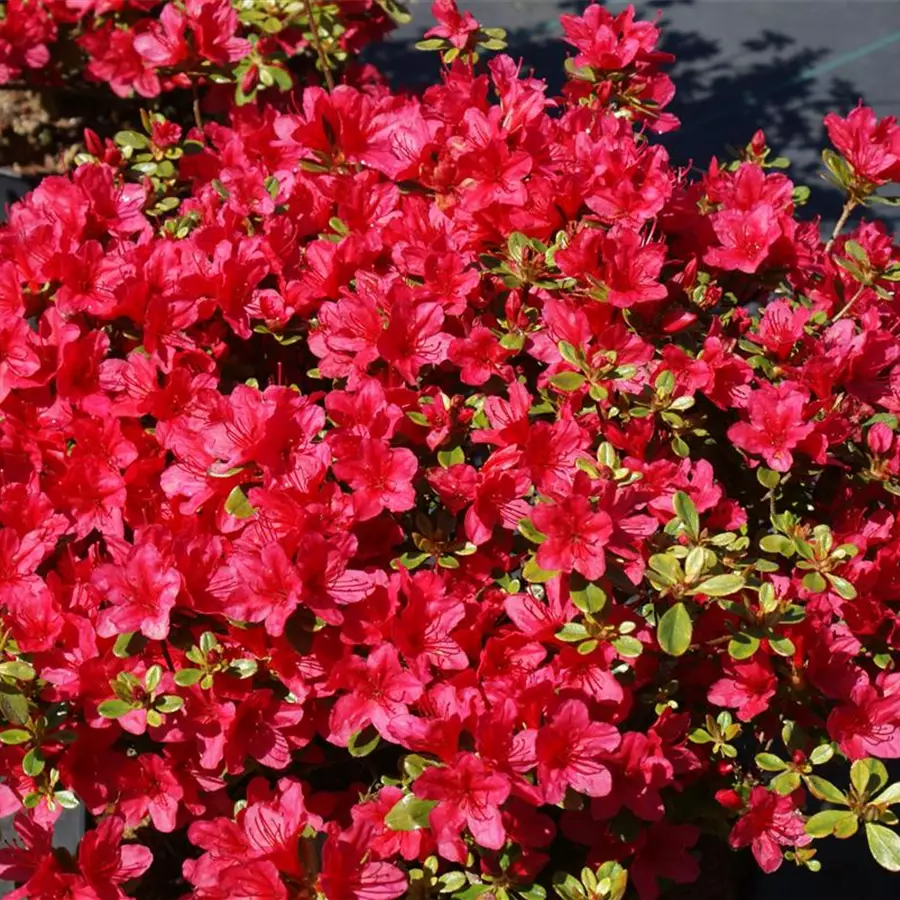 Japanische Azalee 'Hino-crimson'