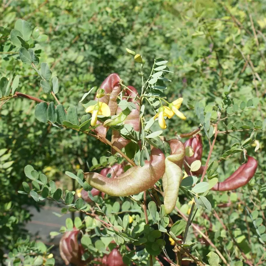 Gewöhnlicher Erbsenstrauch