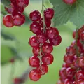 Ribes rubrum