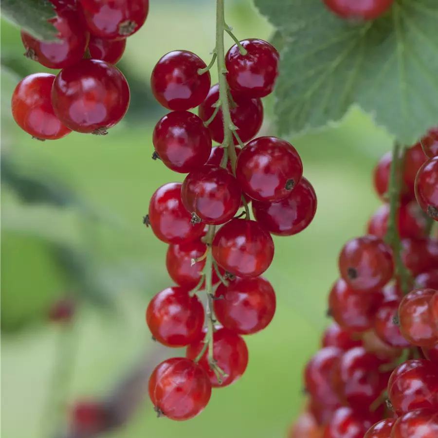 Rote Johannisbeere