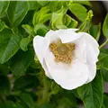 Rosa rugosa alba