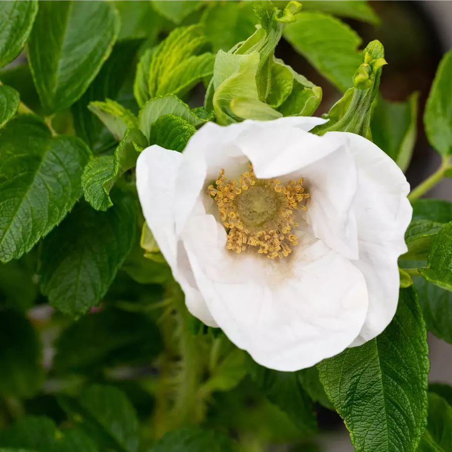 Weiße Apfelrose 'Alba'