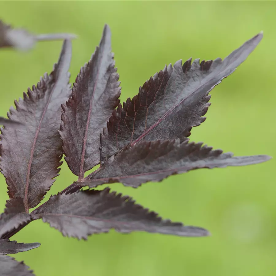 Schwarzer Holunder 'Black Beauty'®
