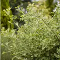 Ginkgo biloba 'Autumn Gold'