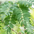 Sorbus domestica