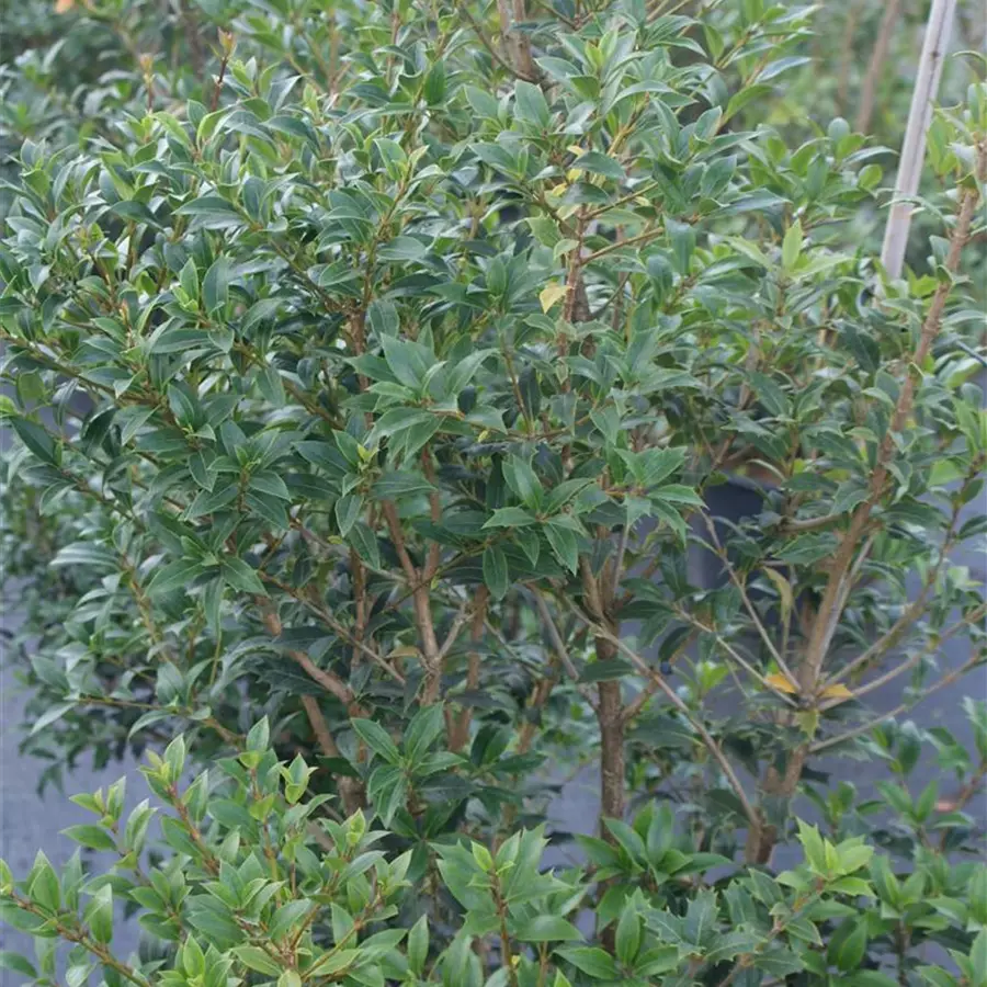 Stachelblättrige Duftblüte