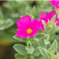 Cistus x pulverulentus 'Sunset'