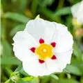 Cistus x purpurea 'Alan Fradd'