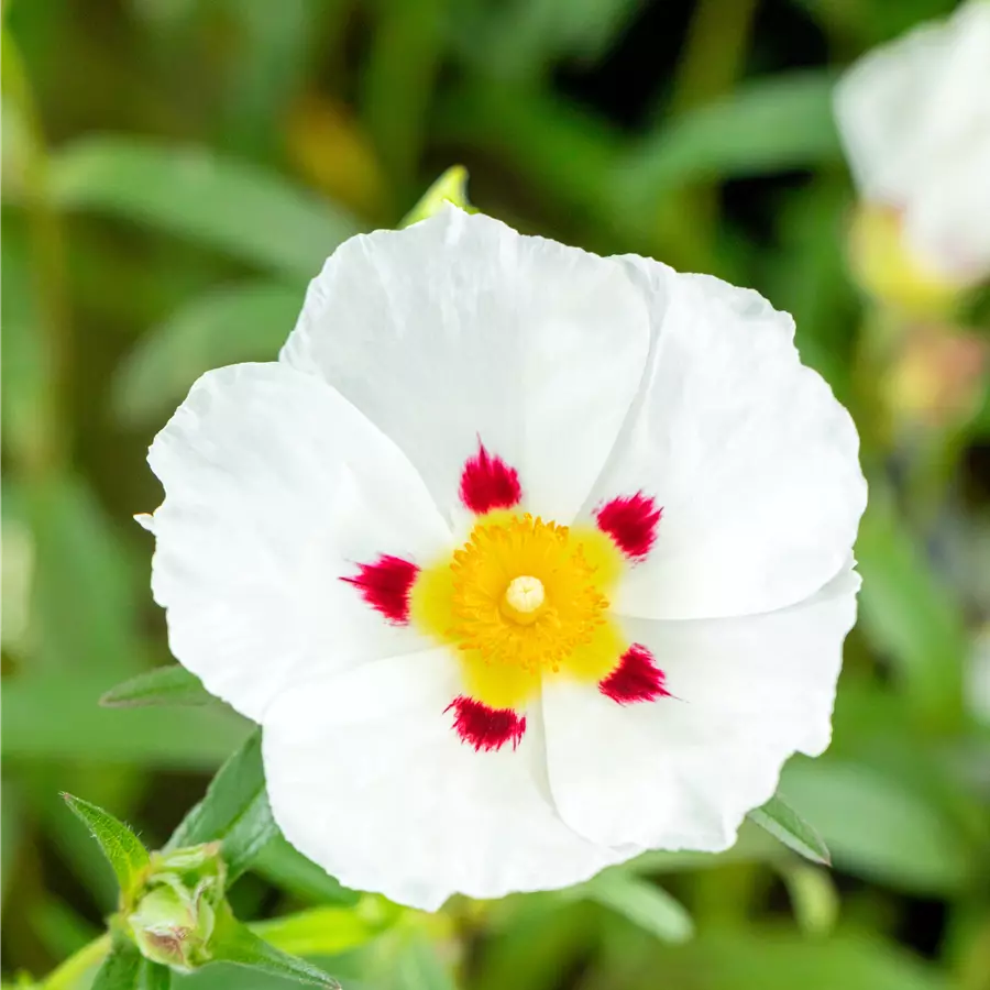 Zistrose 'Alan Fradd'