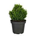Cryptomeria japonica 'Vilmoriniana'