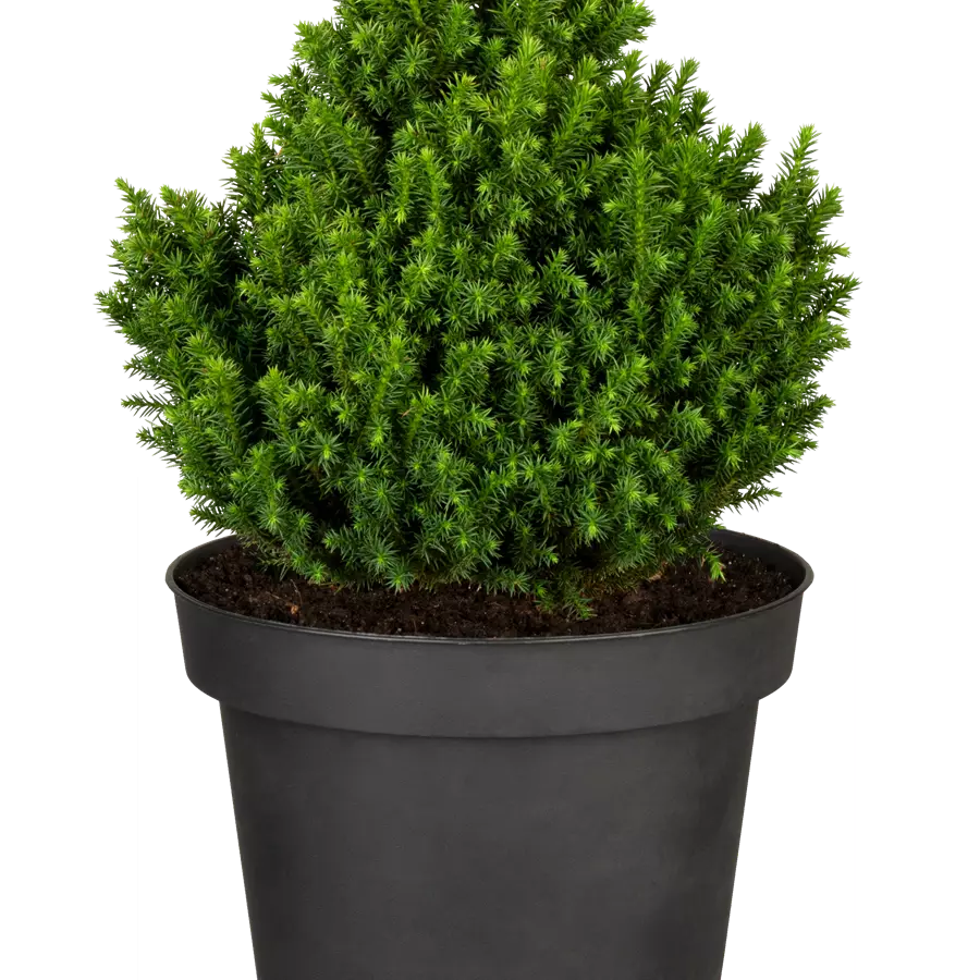 Japan.Sicheltanne 'Vilmoriniana'