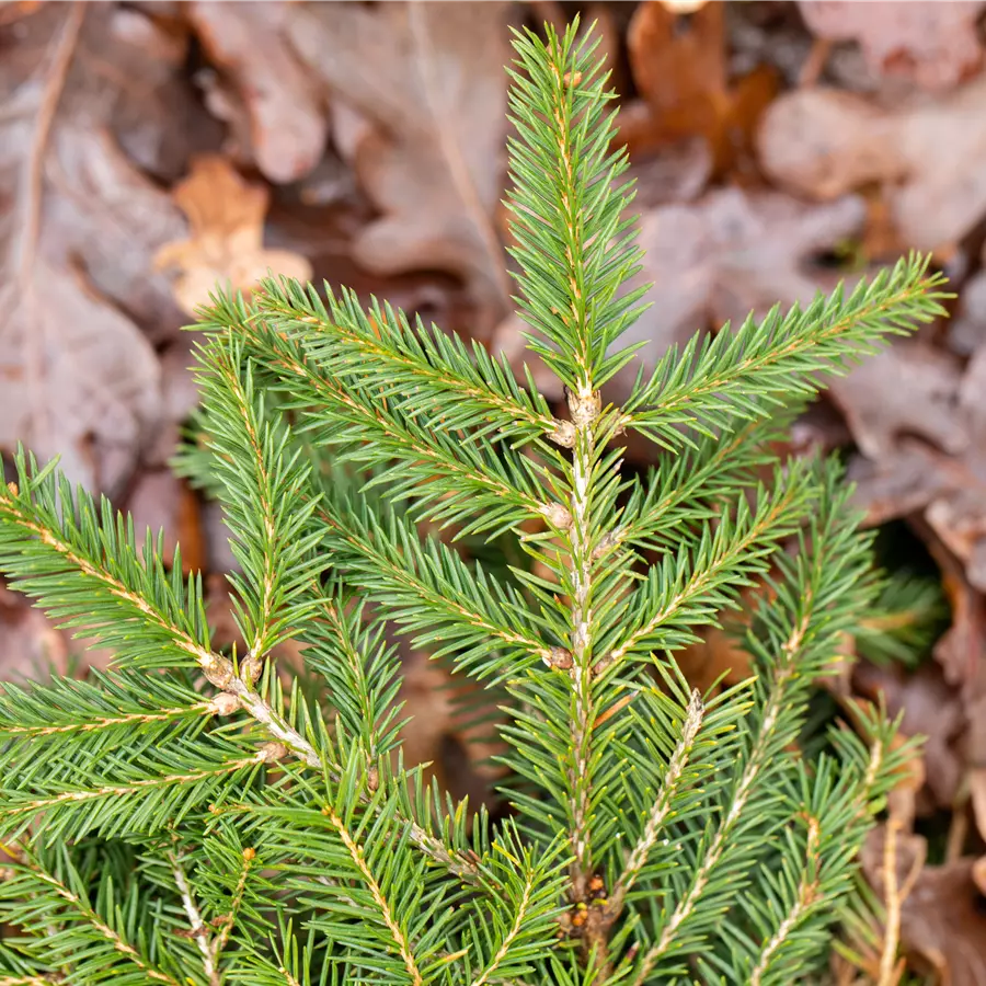 Etagenfichte 'Tabuliformis'