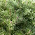 Pinus nigra 'Pierrick Brégeon'