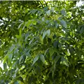 Fraxinus americana