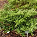 Abies koreana 'Frosty'