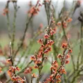 Hamamelis vernalis 'Quasimodo'