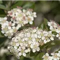 Aronia melanocarpa