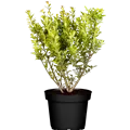Ilex maximowicziana var. kanehirae