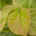 Cercis chinensis 'Avondale'