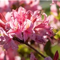 Rhododendron rustica
