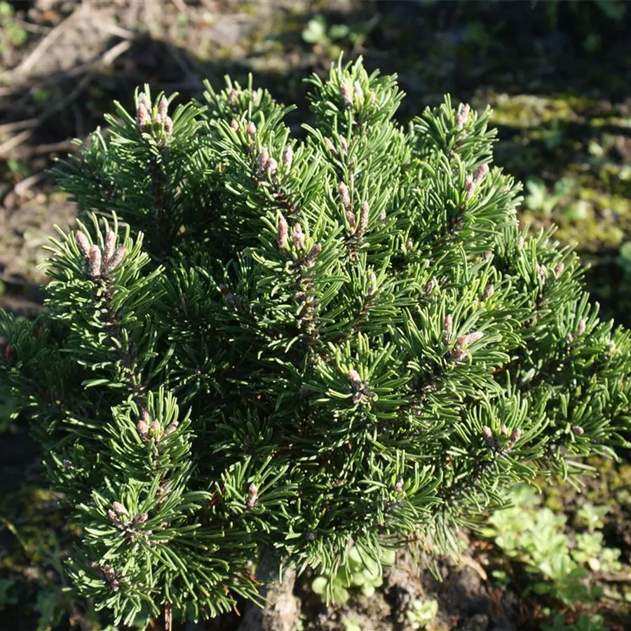 Berg-Kiefer,Latschenkiefer