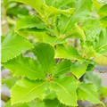Quercus pontica