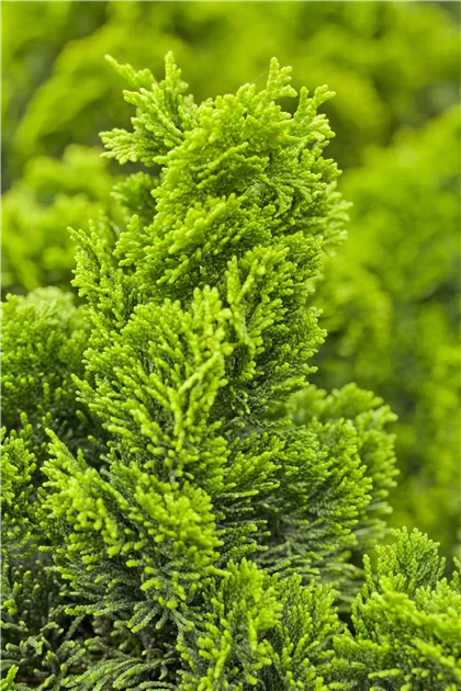 Chamaecyparis obtusa 'Rigid Dwarf', Muschelzypresse 'Rigid Dwarf' -  Baumschule Bhlje