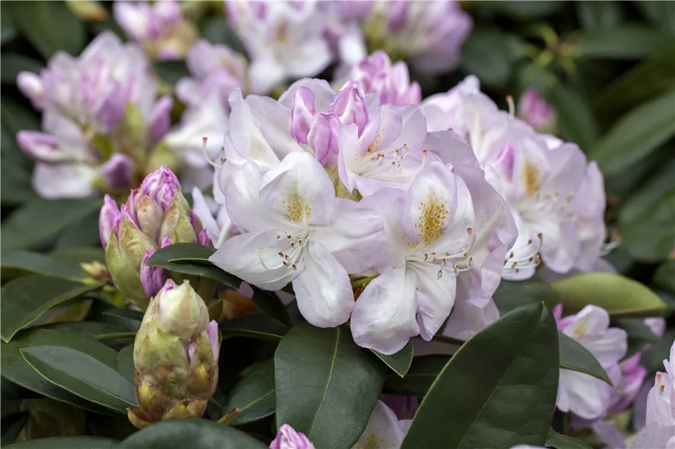 Rhododendron Hybr.'Gomer Waterer' II, Rhododendron-Hybride 'Gomer Waterer'  - Baumschule Bhlje