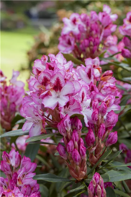 suche rhododendron Rhododendron 'Hydon Velvet' Wei-Rosa kaufen