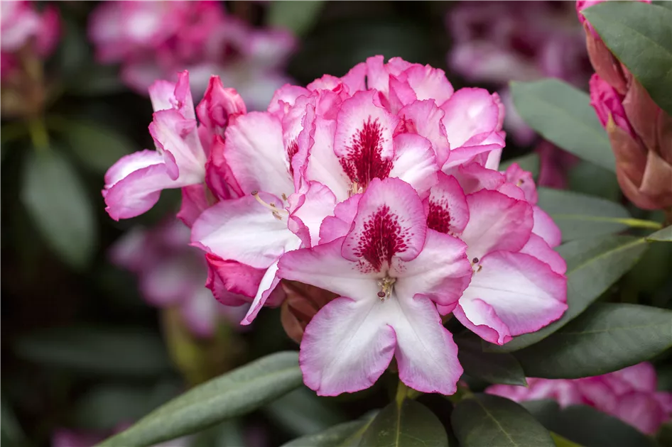 Rhododendron Hybr.'Hachmann's Charmant'-R- IV, Rhododendron-Hybride  'Hachmann's Charmant'-R- - Baumschule Bhlje
