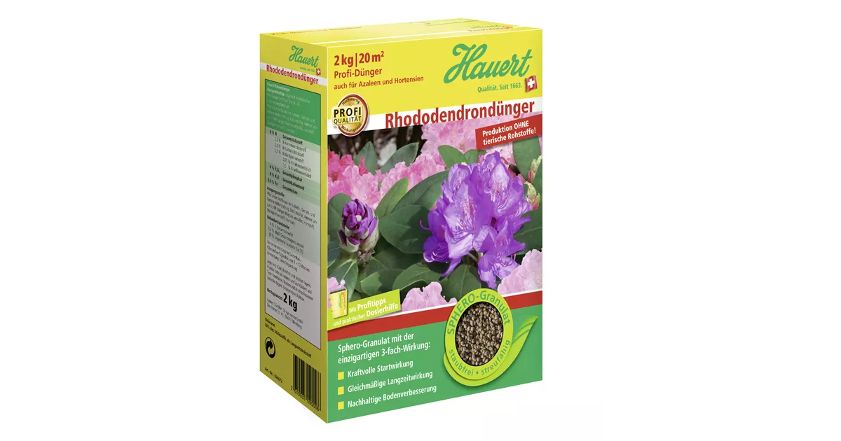 rhododendron midnight beauty Midnight Ruby Rhododendron main image 1