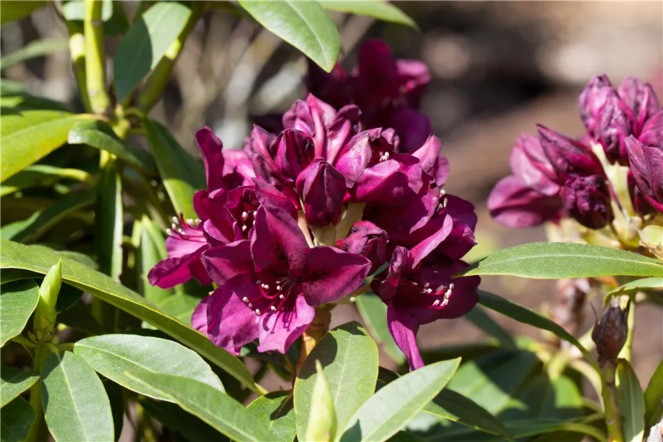 Rhododendron Hybr.'Polarnacht' III, Rhododendron-Hybride 'Polarnacht' -  Baumschule Bhlje