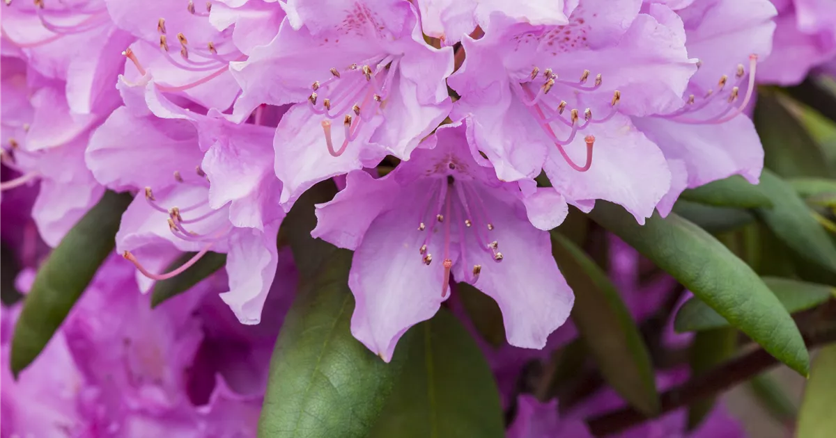 Rhododendron Hybr.'Roseum Elegans' I, Rhododendron-Hybride 'Roseum Elegans'  - Baumschule Bhlje