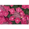 Hydrangea macrophylla 'Kardinal'
