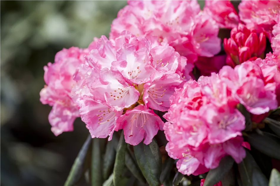 Rhododendron yak.'Pink Cherub' I, Yaku-Rhododendron 'Pink Cherub' -  Baumschule Bhlje