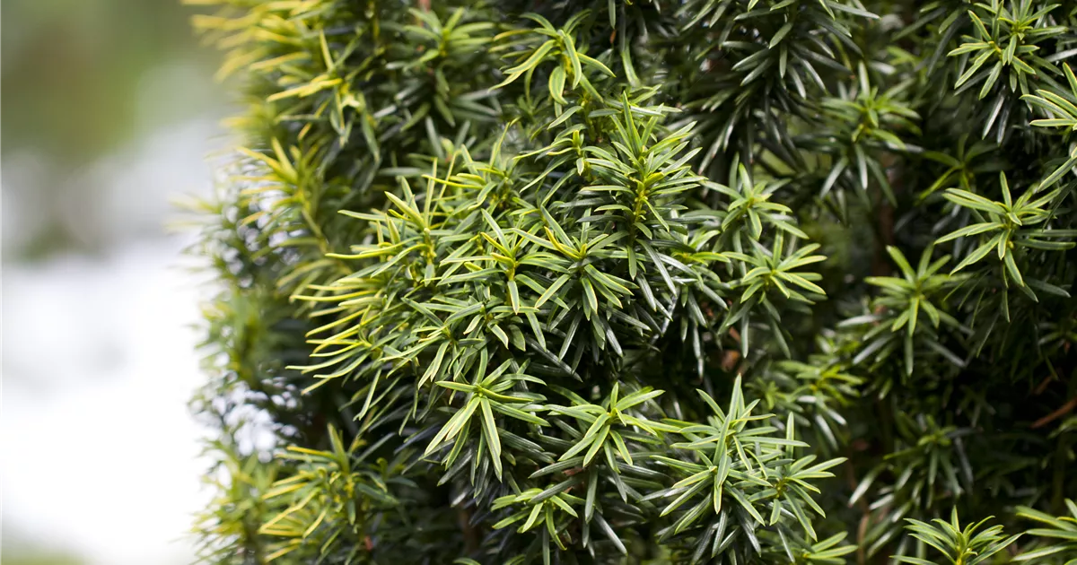 Taxus baccata, Heimische Eibe - Baumschule Bhlje