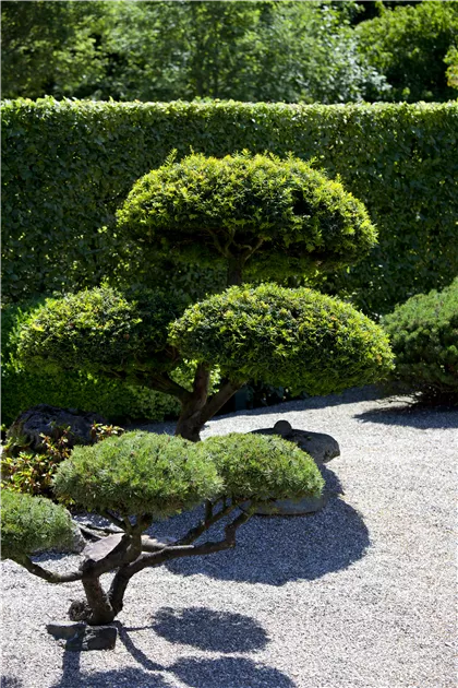 Taxus baccata