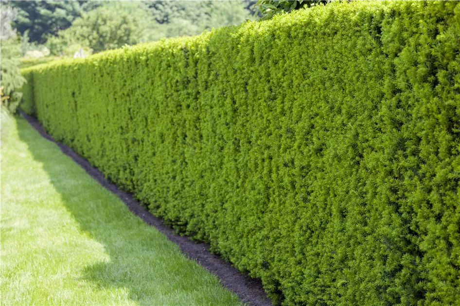stechpalme kapseln Europäische Stechpalme (Ilex aquifolium) | 60-80 cm mit Wurzelballen