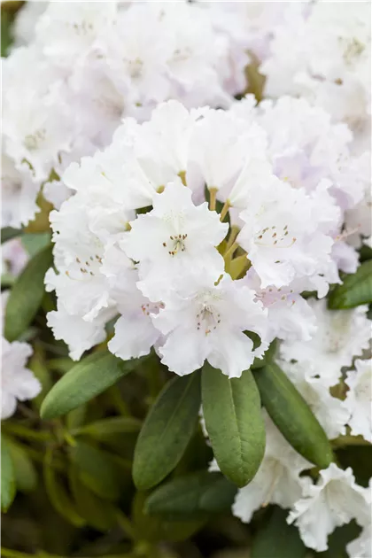 Rhododendron yak.'Schneewolke' I