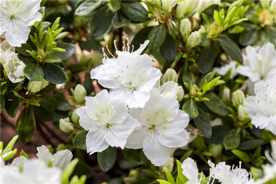 thuja pilzbefall spritzmittel Koniferen Dünger von Flora Boost | 200L Ergiebigkeit main image 0