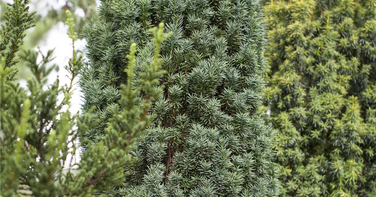 Taxus baccata 'Fastigiata Robusta', Schmale Suleneibe - Baumschule Bhlje
