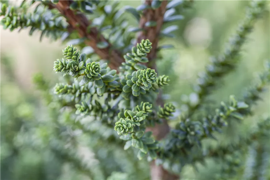 Taxus cuspidata 'Amersfoort'