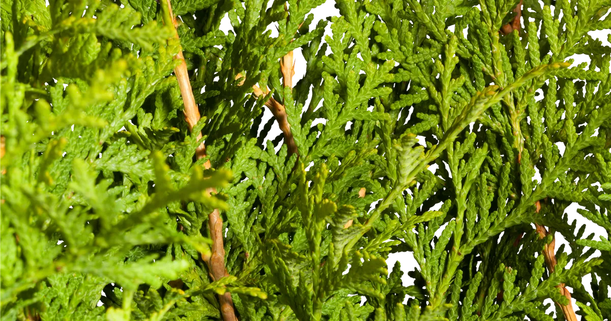 thuja kaufen toom Jetzt Lebensbaum 'Smaragd' online kaufen bei Bohlken Pflanzenversand –  Bohlken Pflanzenversand GbR