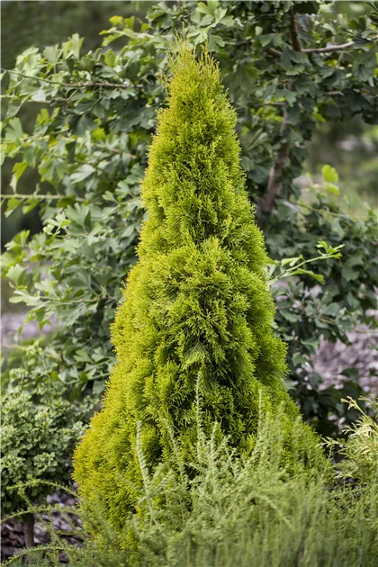 thuja golden smaragd hecke Lebensbaum - Thuja occidentalis golden smaragd main image 0
