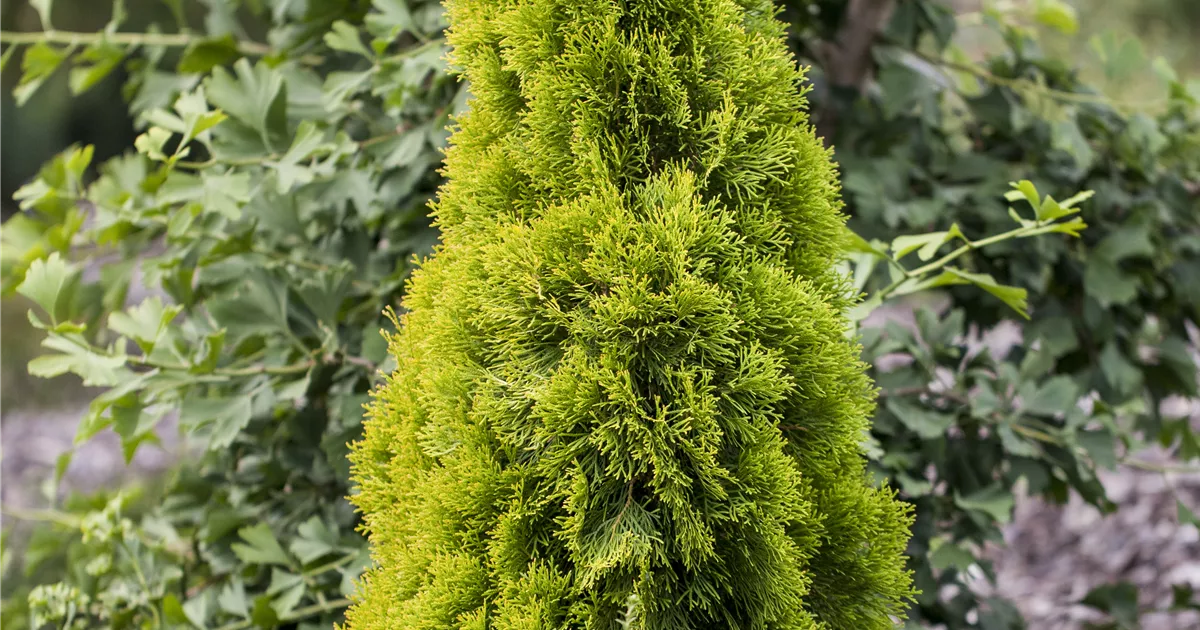 dracena warneckii Dracaena/Corn Plant Warneckii Lemon Lime 10
