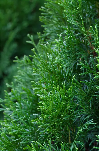 Thuja occidentalis 'Smaragd', Lebensbaum 'Smaragd' - Baumschule Bhlje