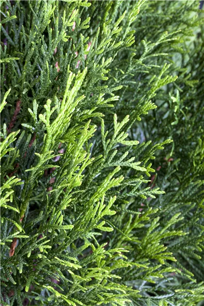 white tea aloe Dream Walk main image 1